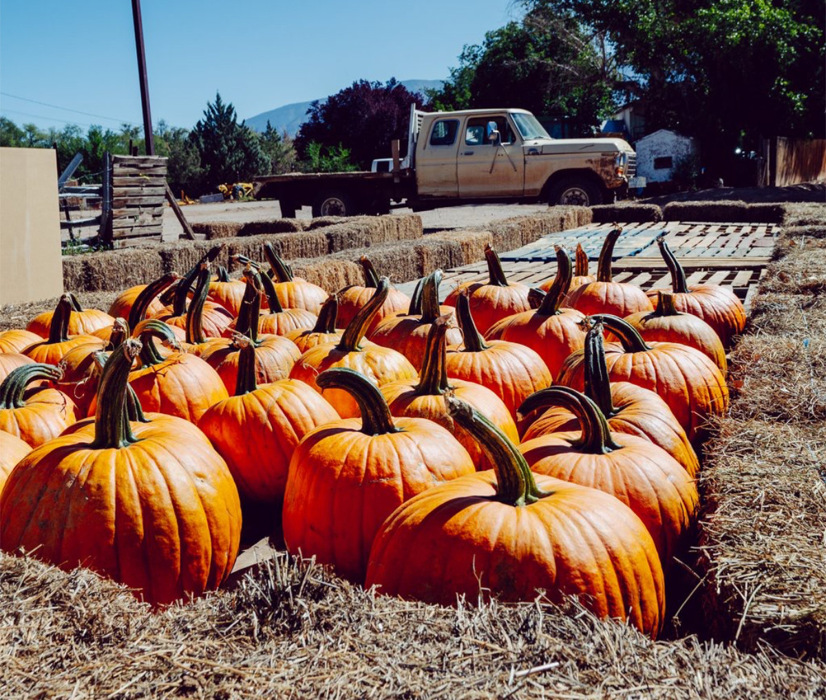 fall-pumpkins-truck.jpg